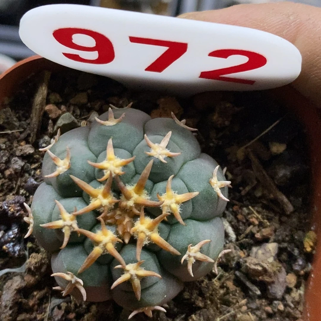 972猫爪福利特价咯