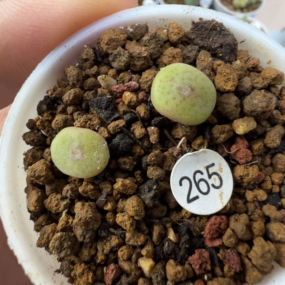 毛饼一颗脱土265000