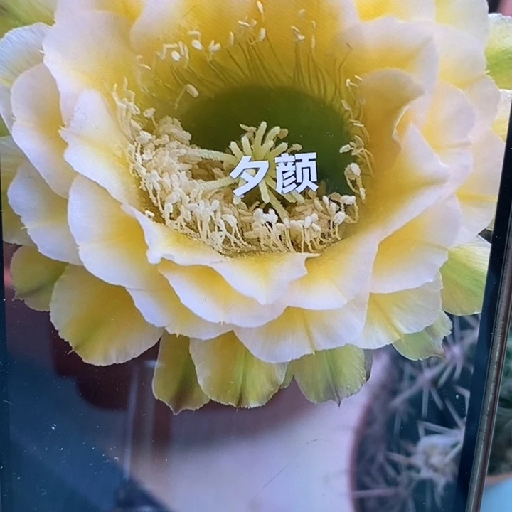 彩草绿黄白带根6公分左右