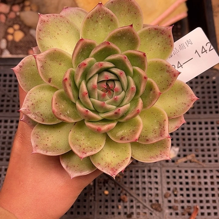 多肉一物一拍24-142