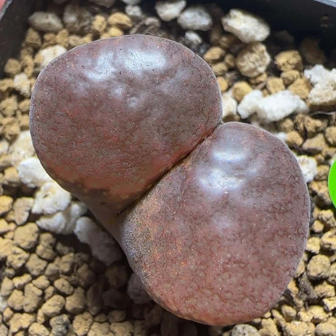 2.8巨无霸多肉植物49