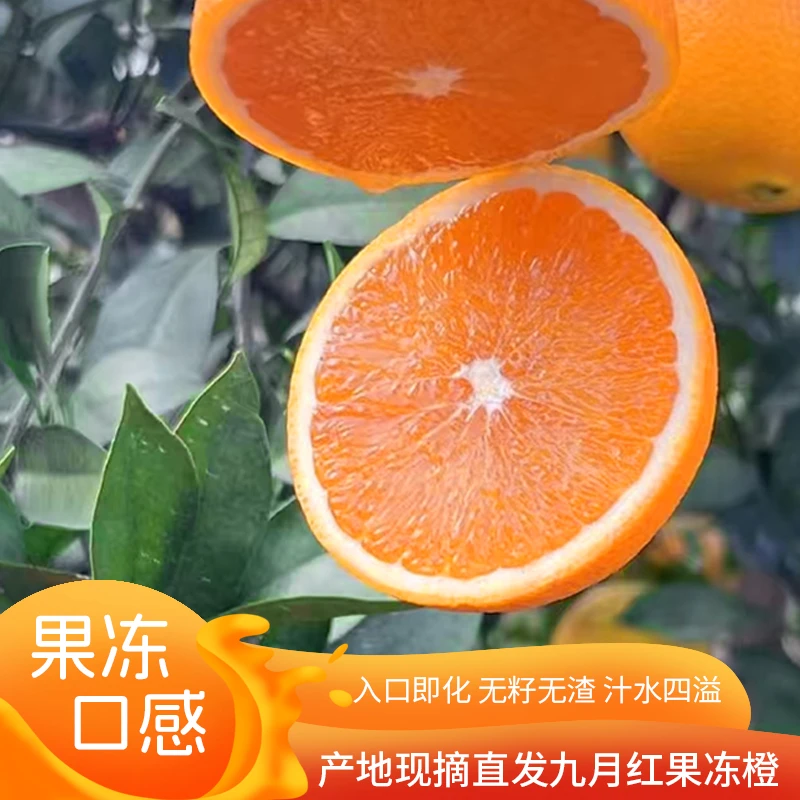 秭归脐橙湖北宜昌秭归脐橙九月红果冻橙当季新鲜水果橙子果园直发