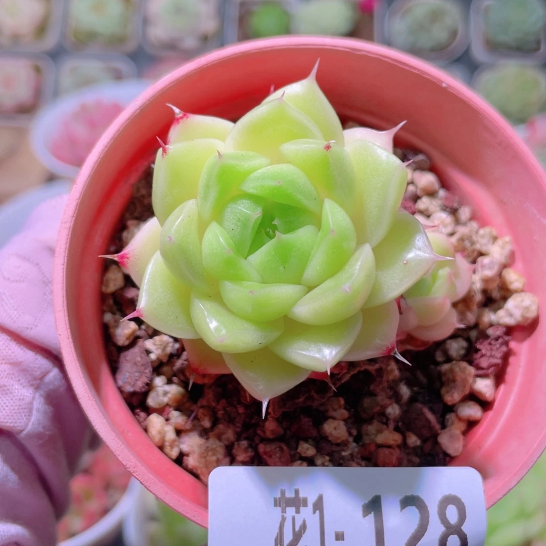 花利美1-128麦秆带仔