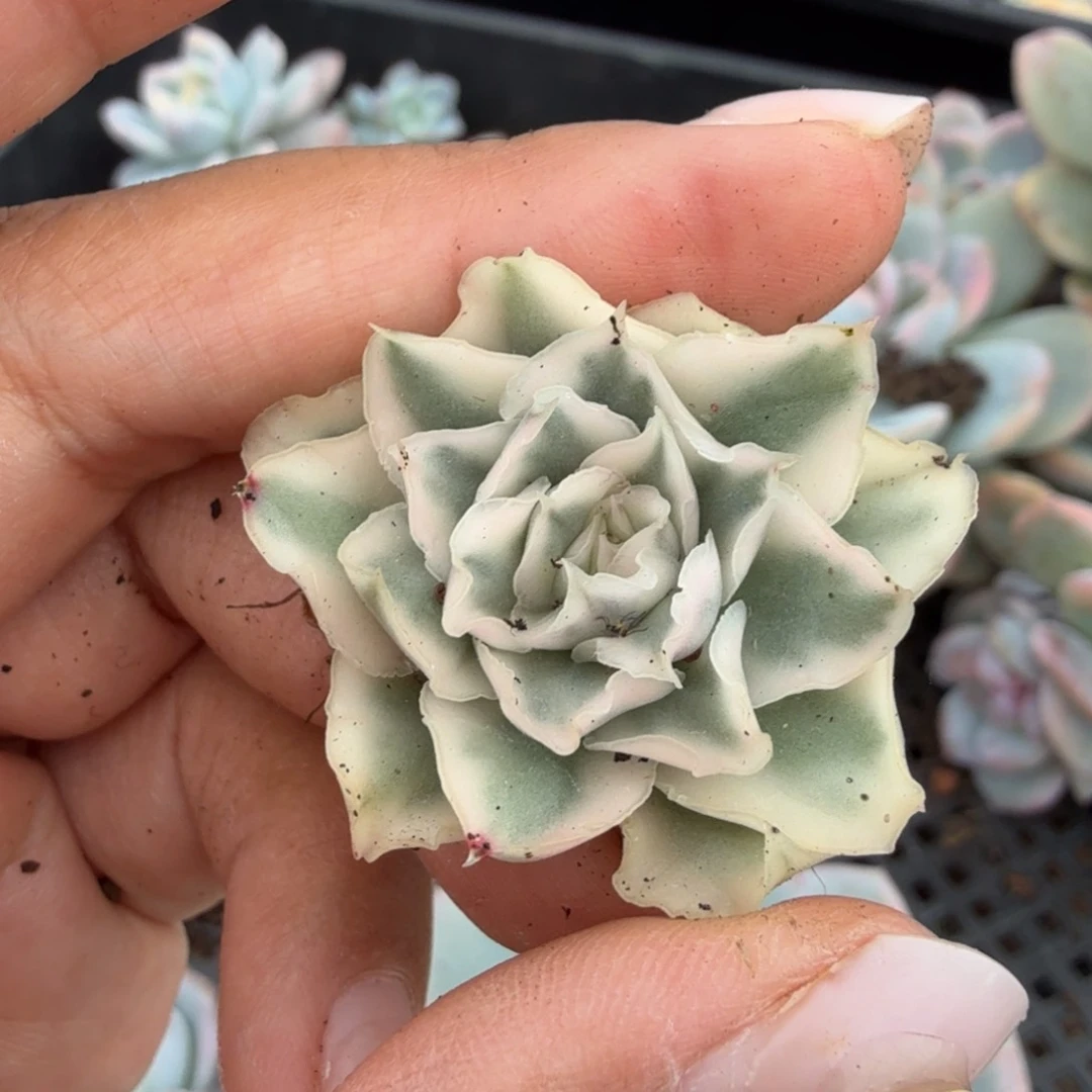 汀***哥紫蝴蝶锦一刻的锦