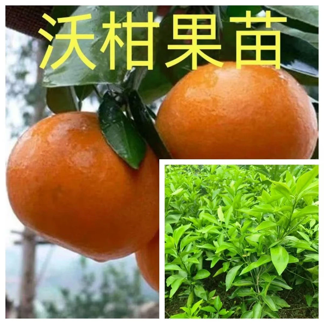 正宗嫁接广西沃柑树苗091无核沃柑橘子苗盆栽地栽结果苗桔子树苗