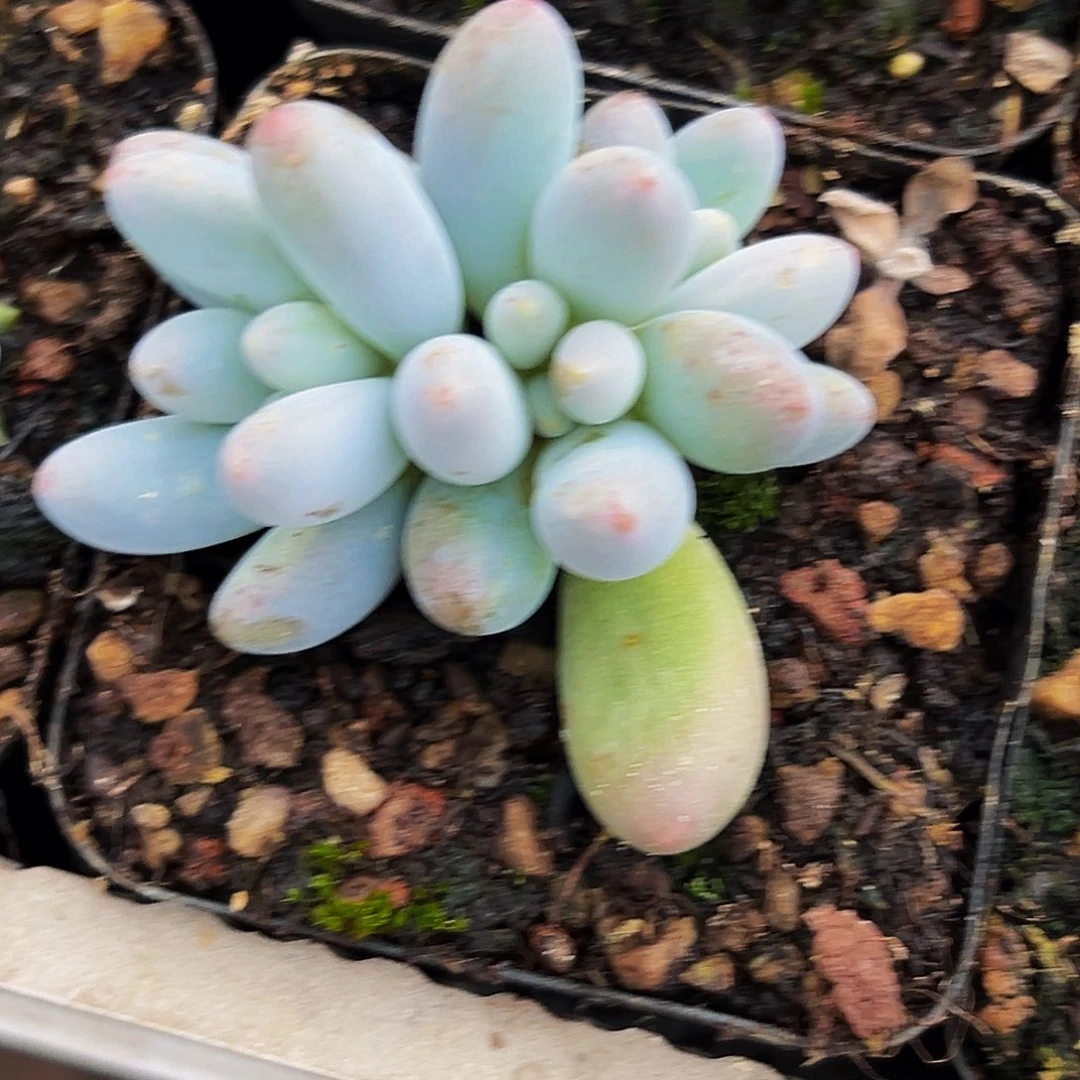 美人系列多肉植物
