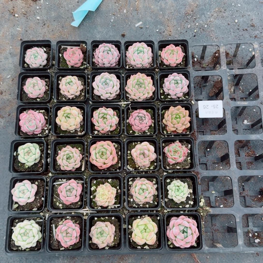 一四九珍妮三十颗量拍25-26