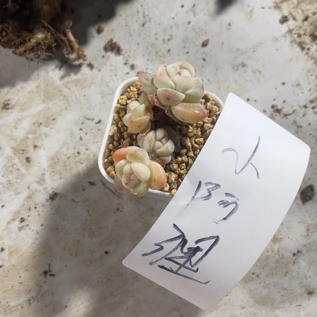 小啊狸专拍冰玉小群