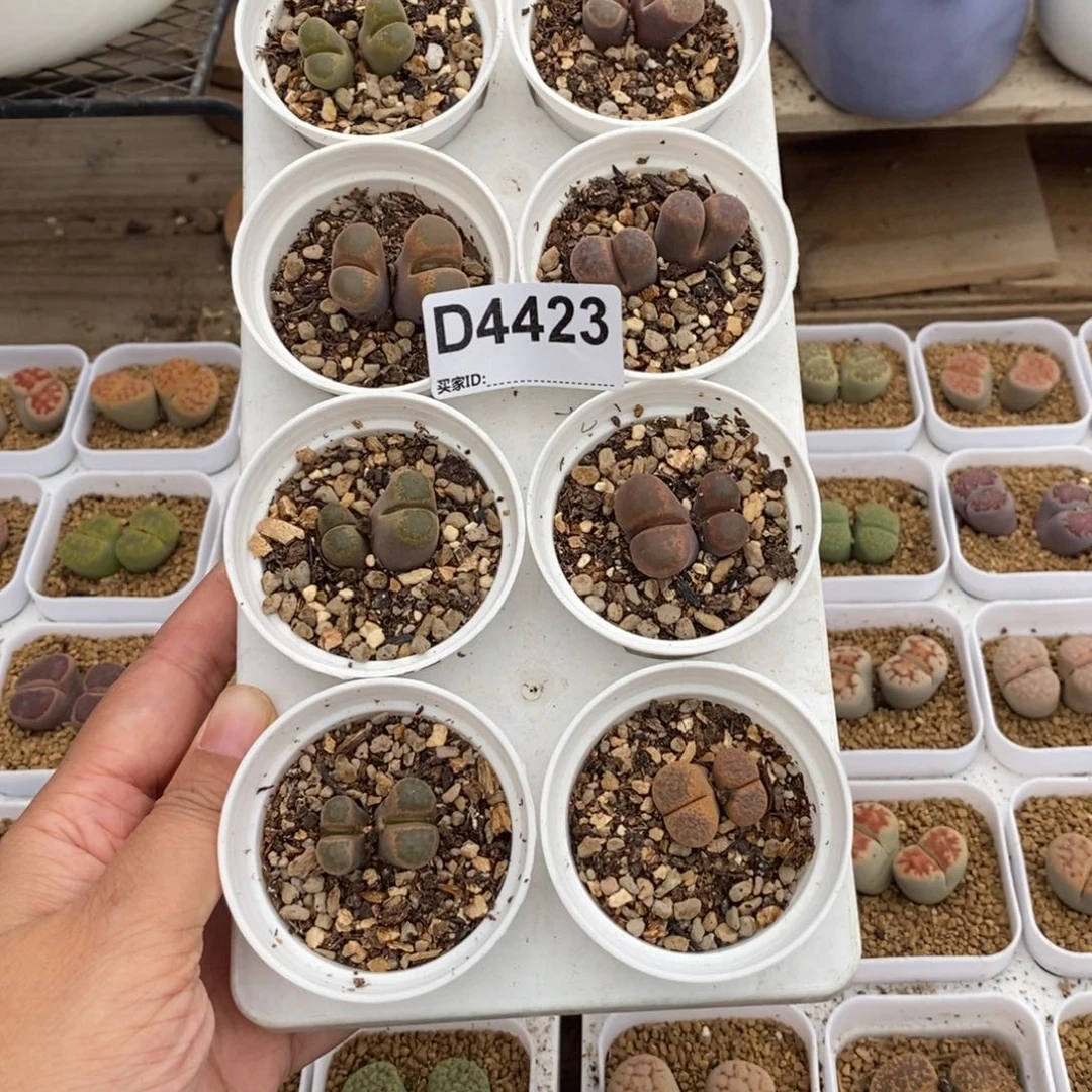 4423 风铃玉双头八棵