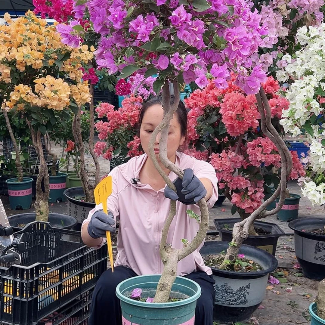 薄***夏大部分花苞少量开放F96花叶雪紫