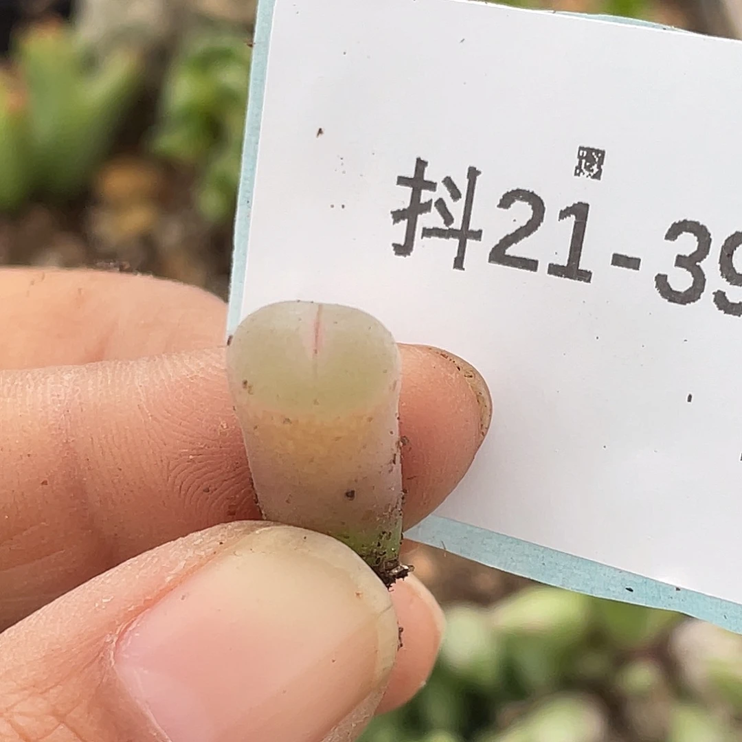 21-39风铃多肉植物