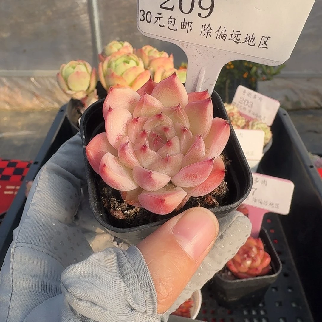 209 脱土 一物一拍 不包整