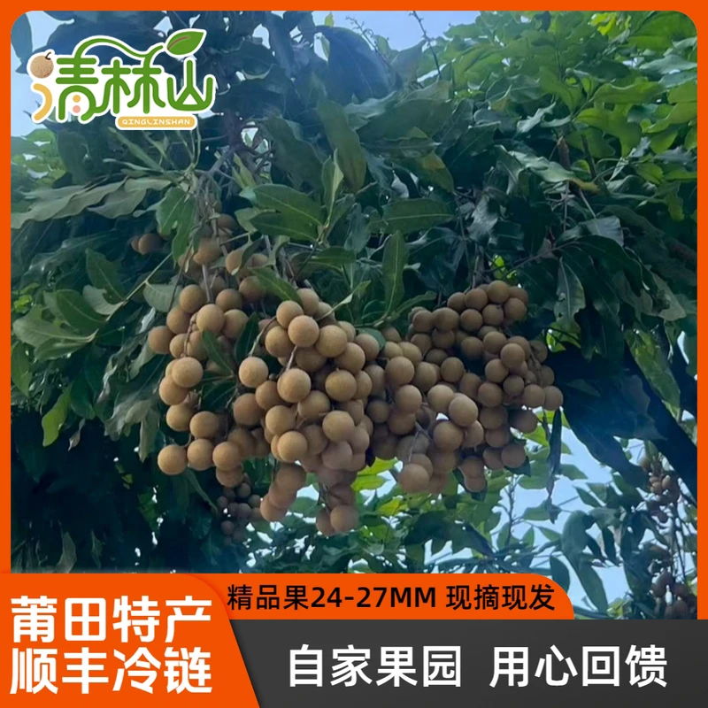 莆田特产自家果园现摘现发晚季立冬本龙眼新鲜清甜多汁水果桂圆
