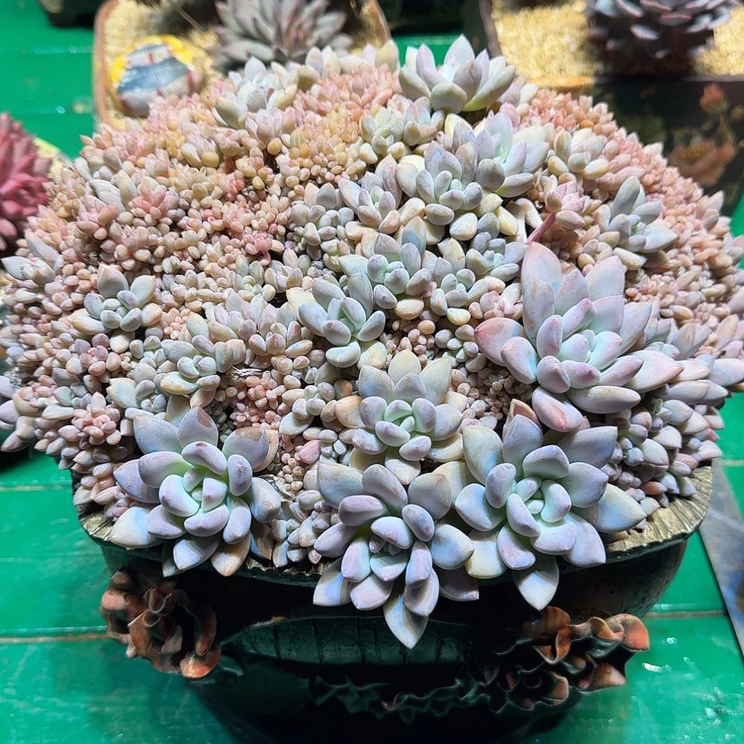 意***人多肉植物多肉植物