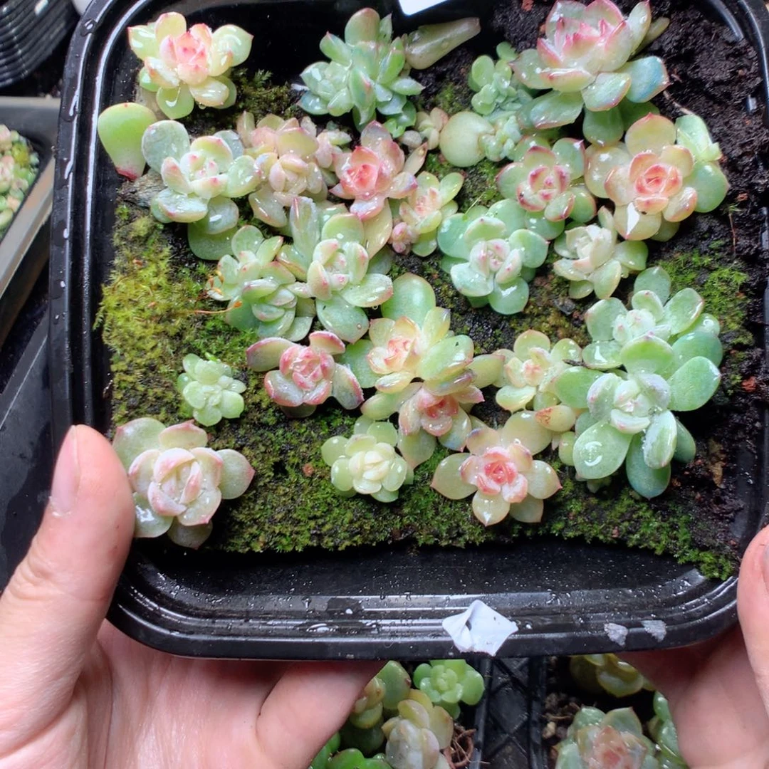 无花朵W20yyyyyyyy