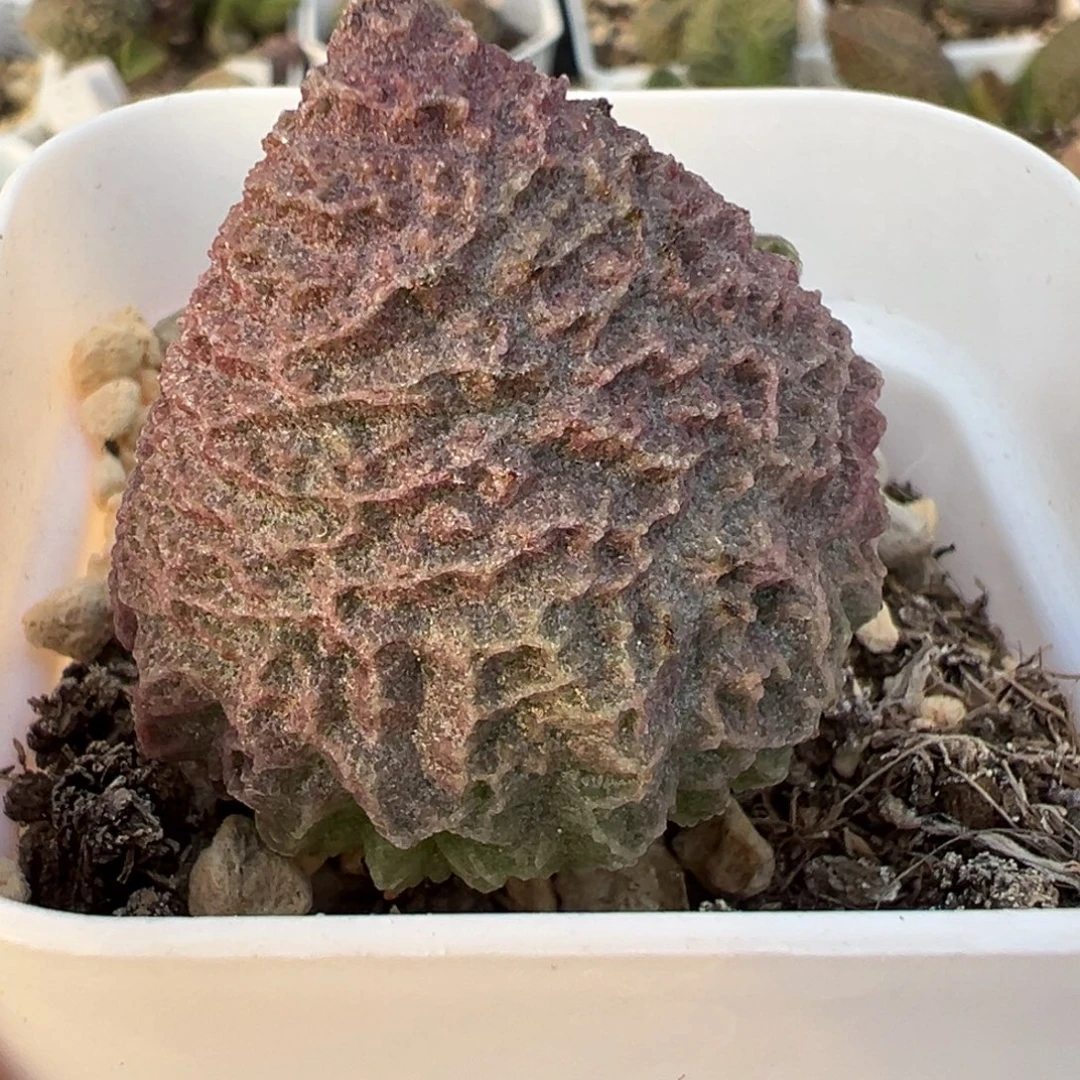 巨猪宝大苗多肉植物水泡