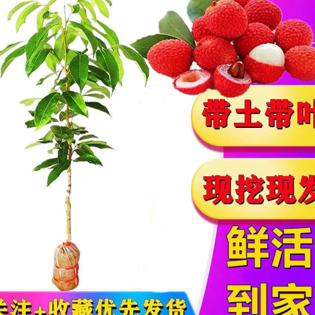 广西灵山正品嫁接荔枝树苗带土带叶发货