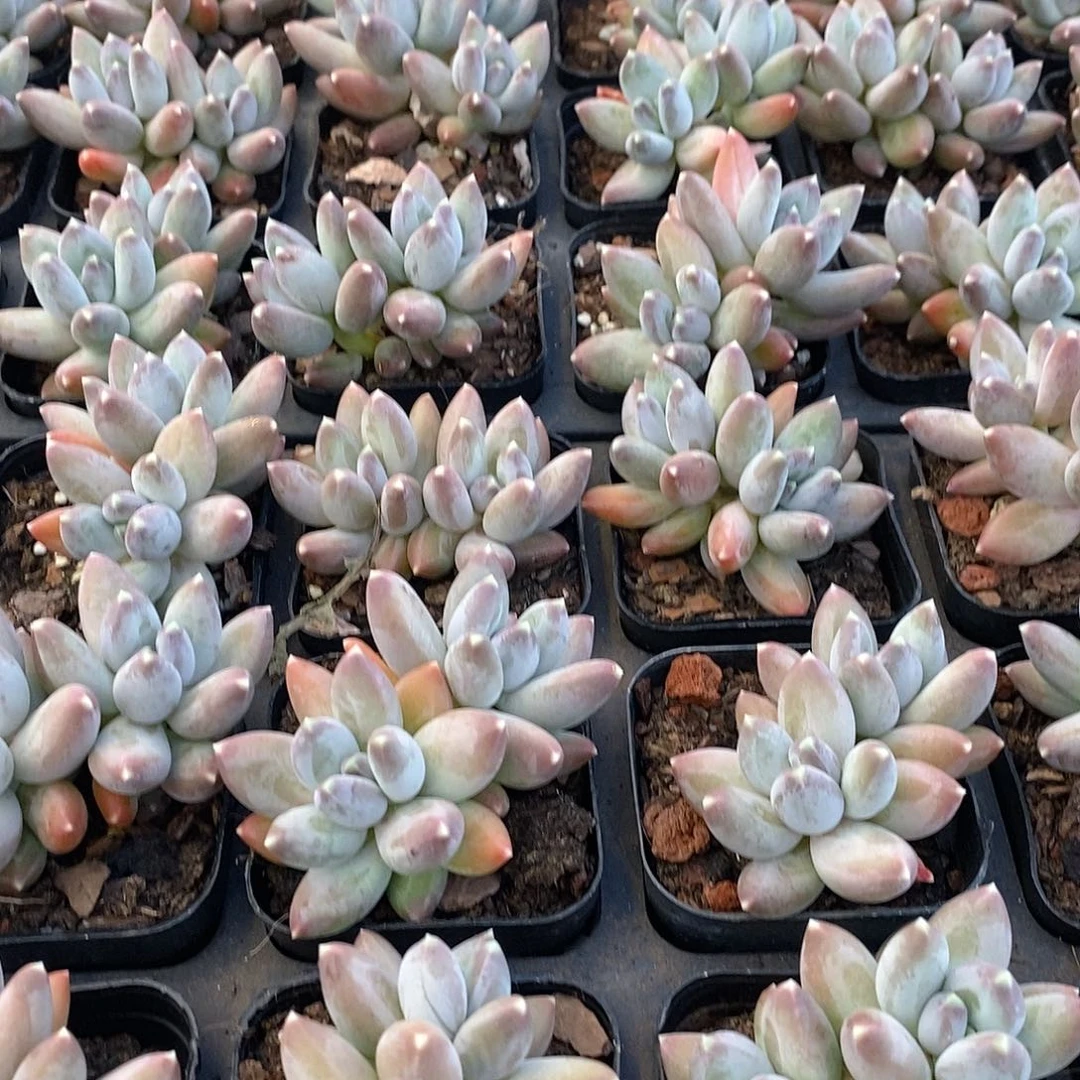 14号，双头松果美人