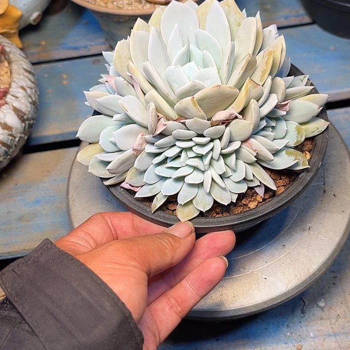 多肉植物一物一拍雪特
