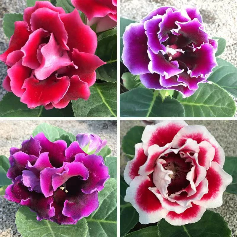 大岩桐芙蓉花室内室外花卉四季开花