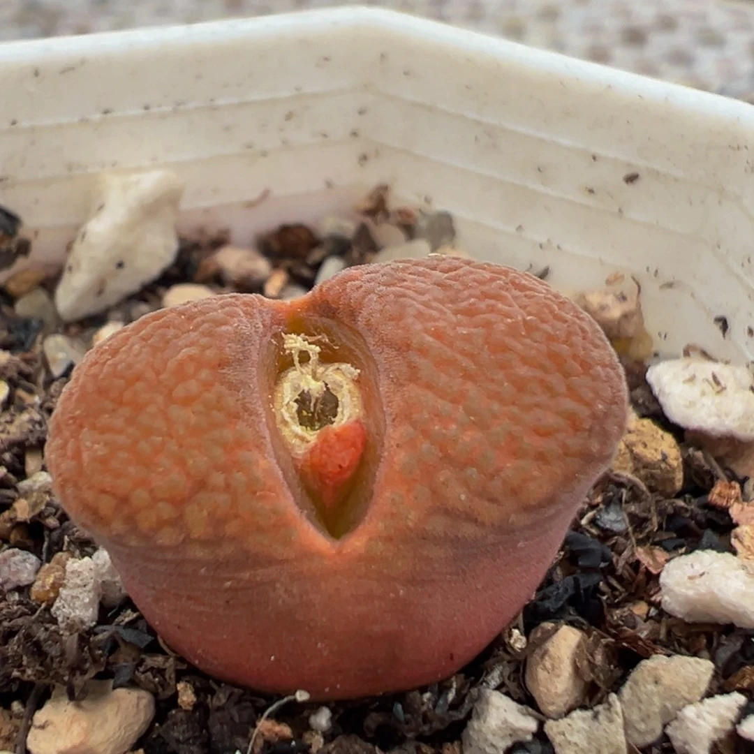 136多肉植物百科植物