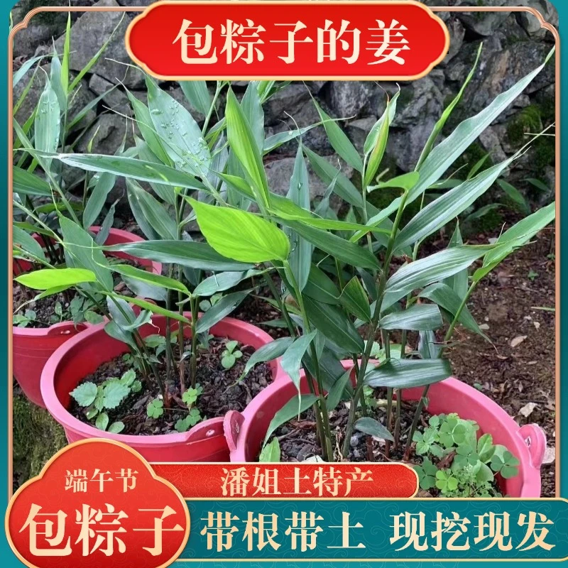 广西河池特产新鲜小叶普通香姜包粽子灌猪血肠炖鸡炖排骨鱼生香料