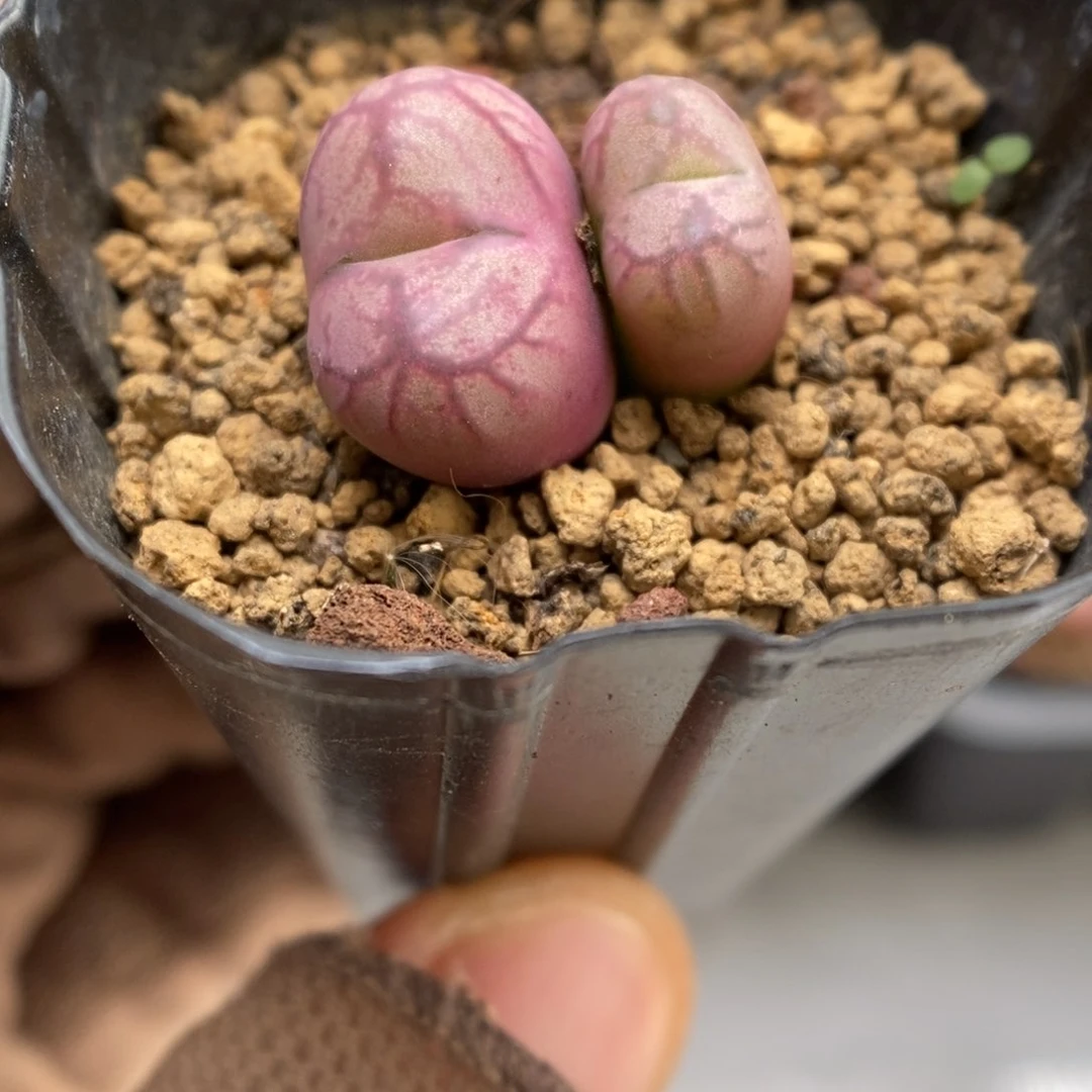 多肉植物肉锥杂交K-3484 凸起闪电纹 福利