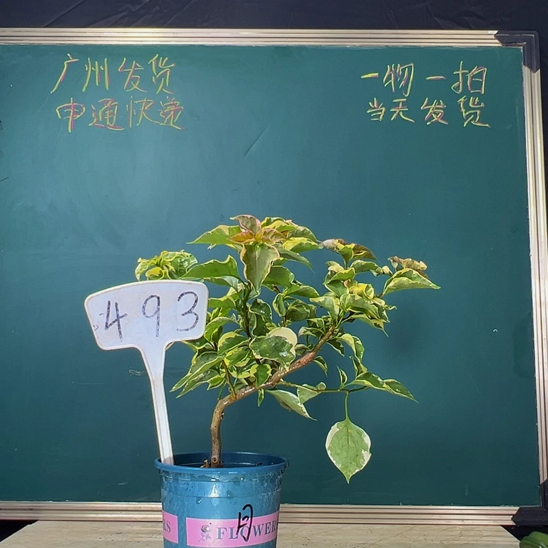 当前无花栽培后可以开花造型杆 蓝月亮 493