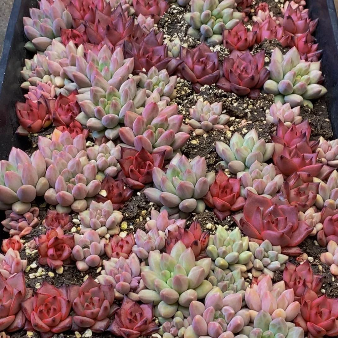 978多肉植物保护研究所两