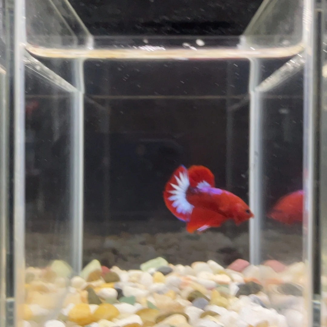 斗鱼83号红肉星尾将军公