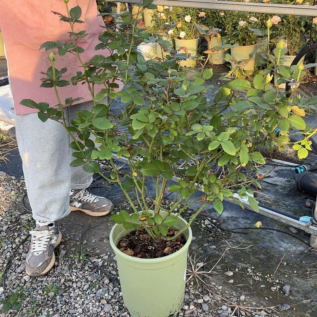 蜜桃雪山3加仑根接苗