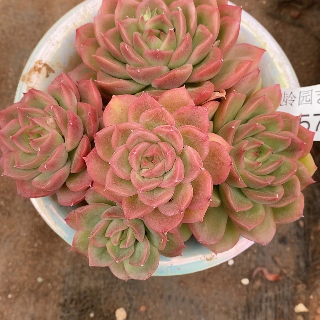 3257开播福利～11厘米