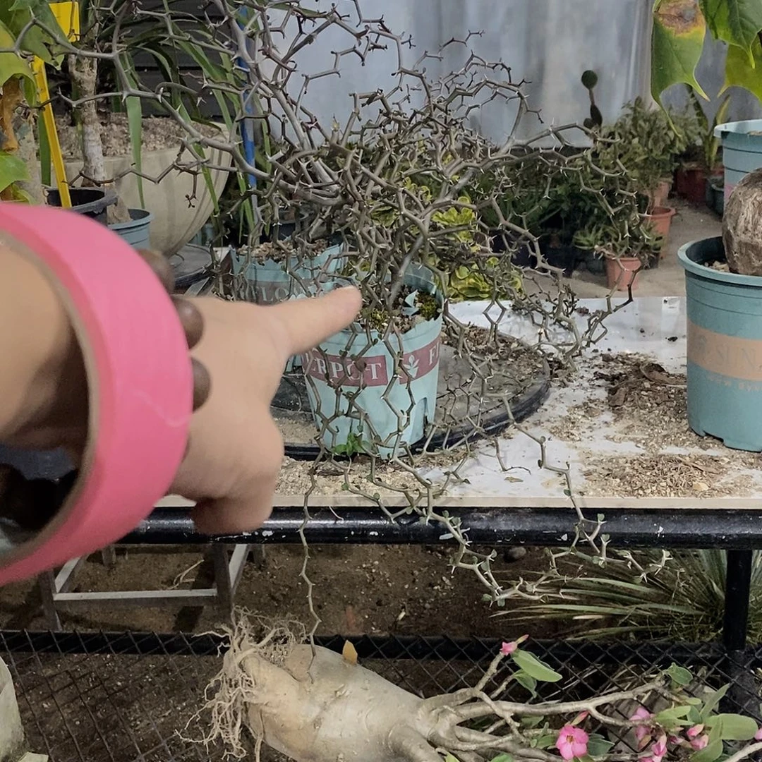 響***1998弯曲龙一颗11111