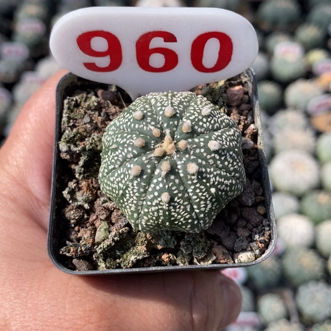 960特价福利来了哦亲