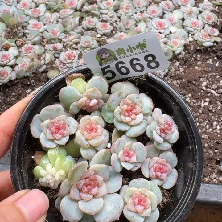 多肉植物多肉植物