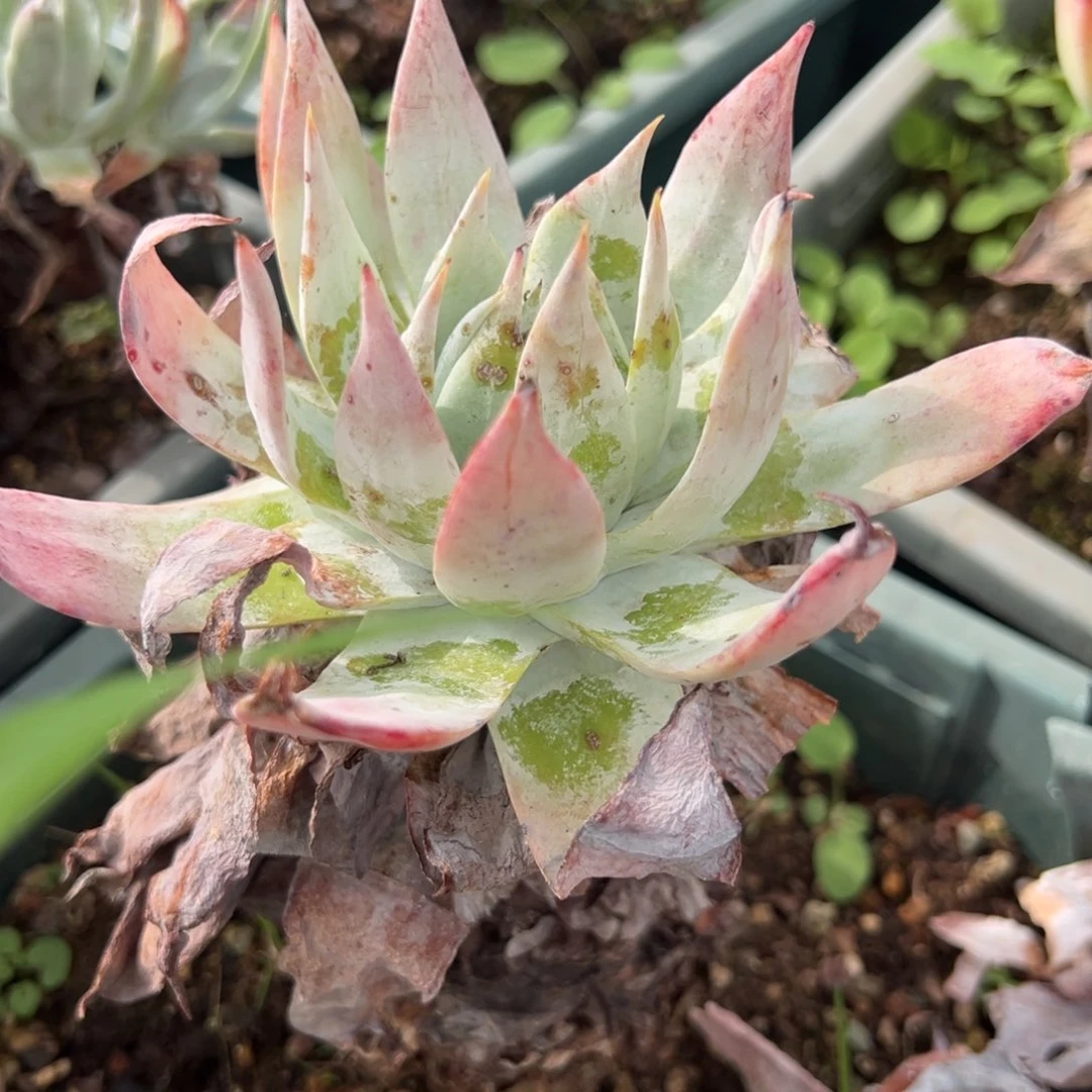 214雪山哈哈哈哈哈