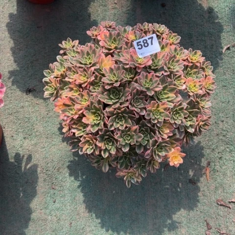 5***5587甜茶朵朵多肉，
