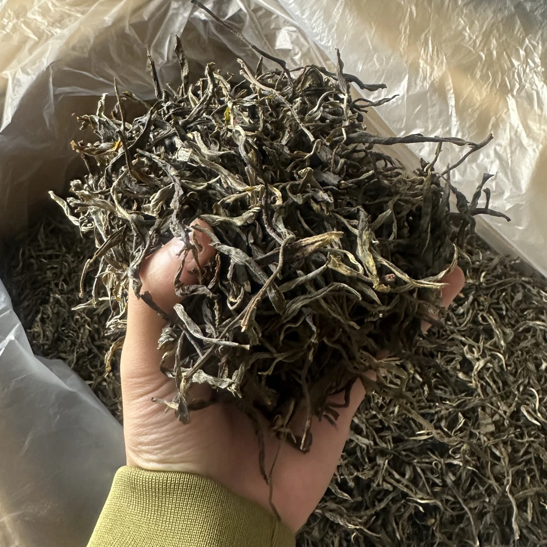香竹林2025年古树普洱生茶散茶500g