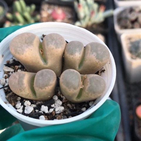 多肉肉锥 4头风铃