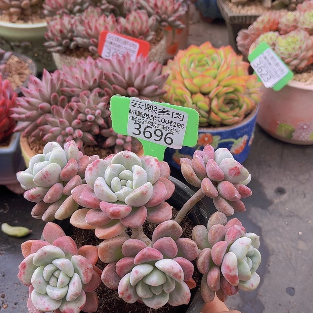 3696花斑鹿多肉植物