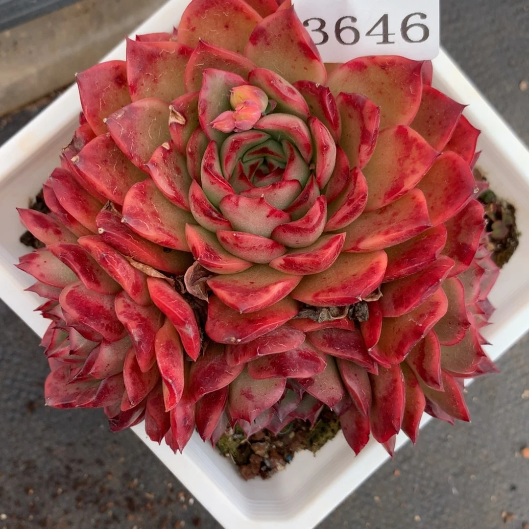 3646杂交多肉植物