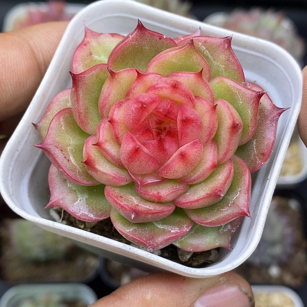 玉玲珑30包邮非偏远