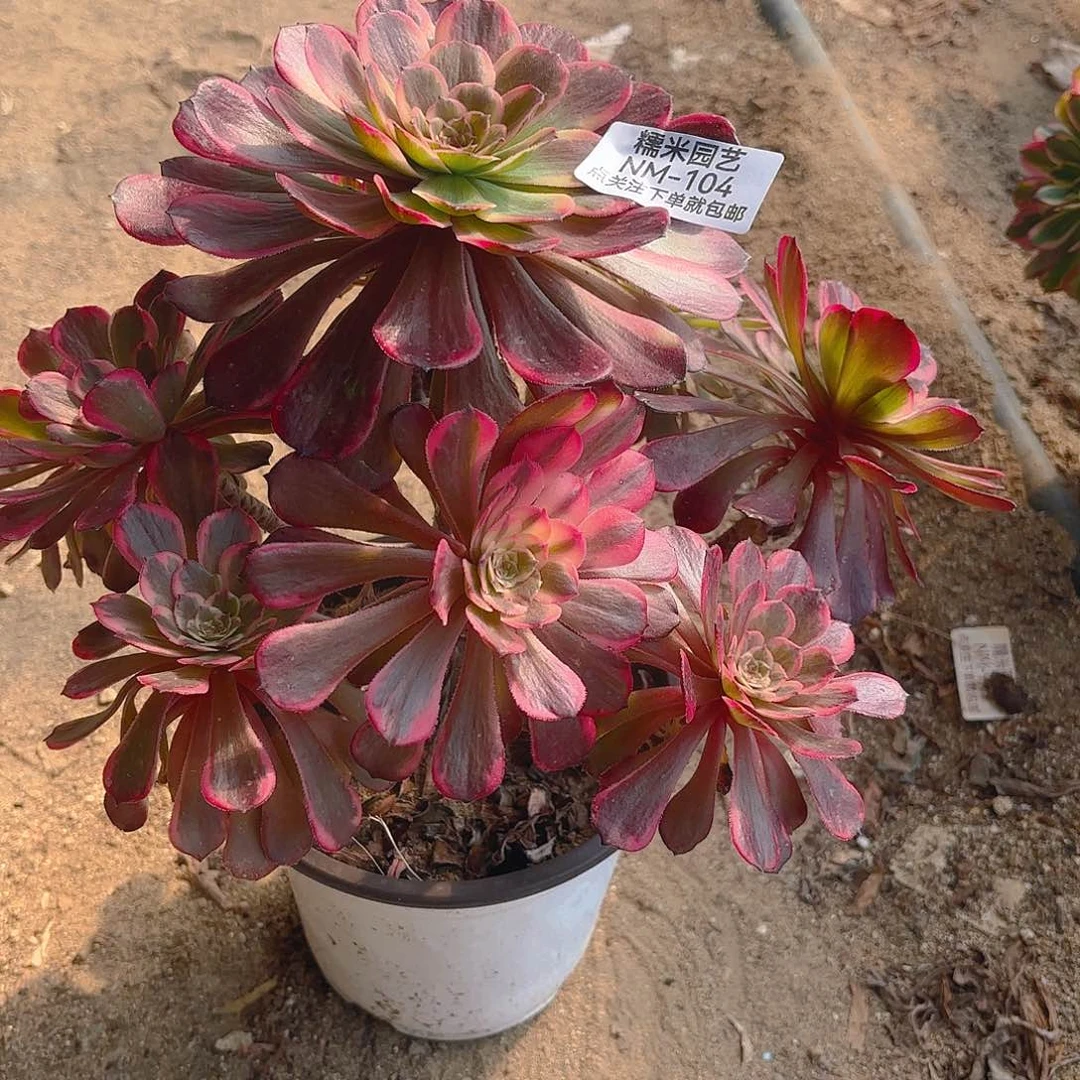 黑金刚老庄多肉植物104