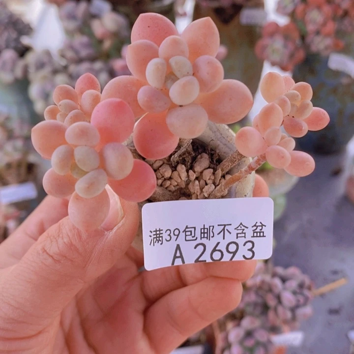 鱼子酱老桩5cm2693多肉植物