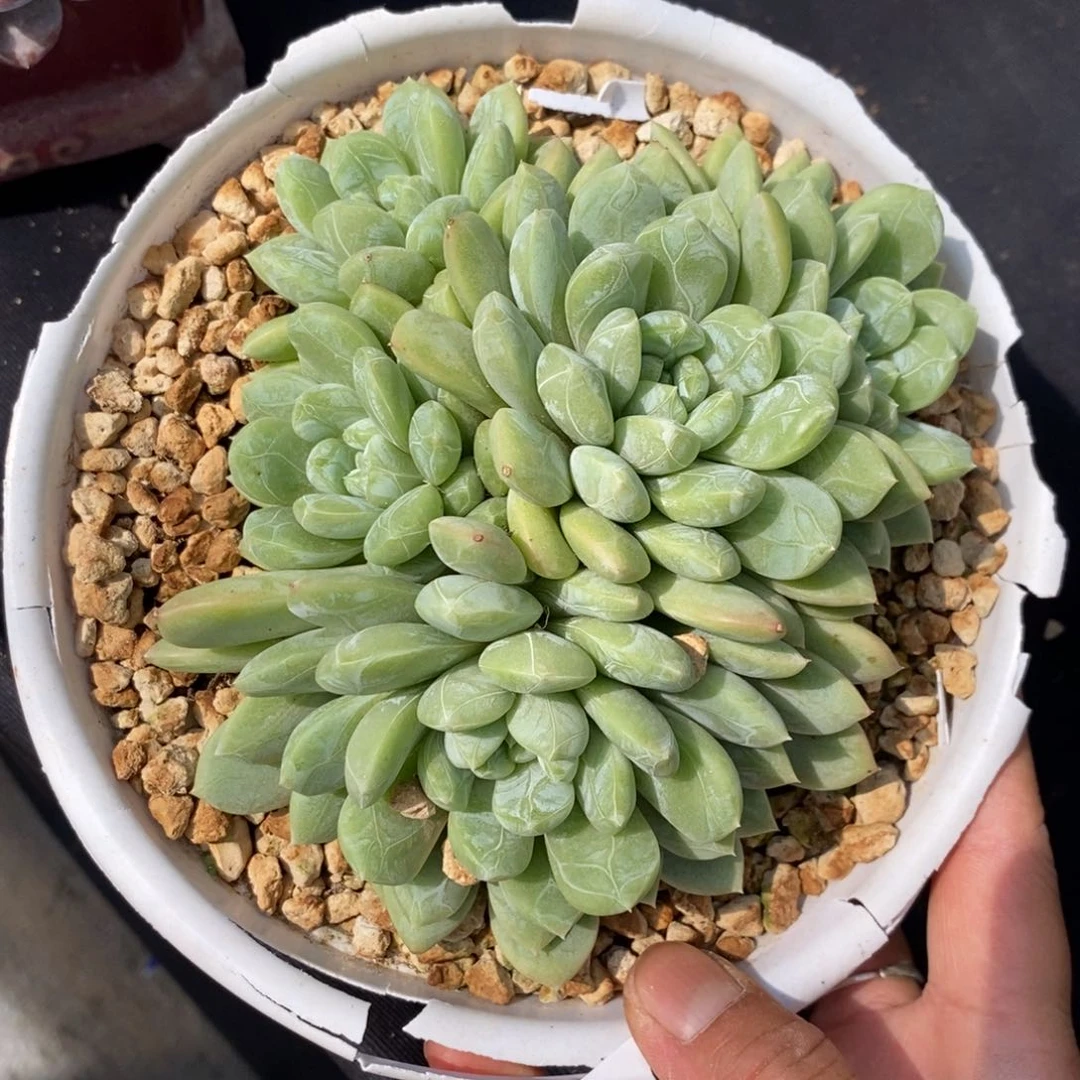 夏悦多肉905-128百搭翡翠