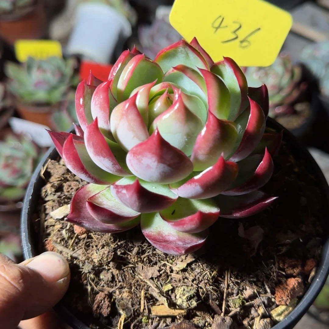 惊鸿一物一拍包装收缩花旱436