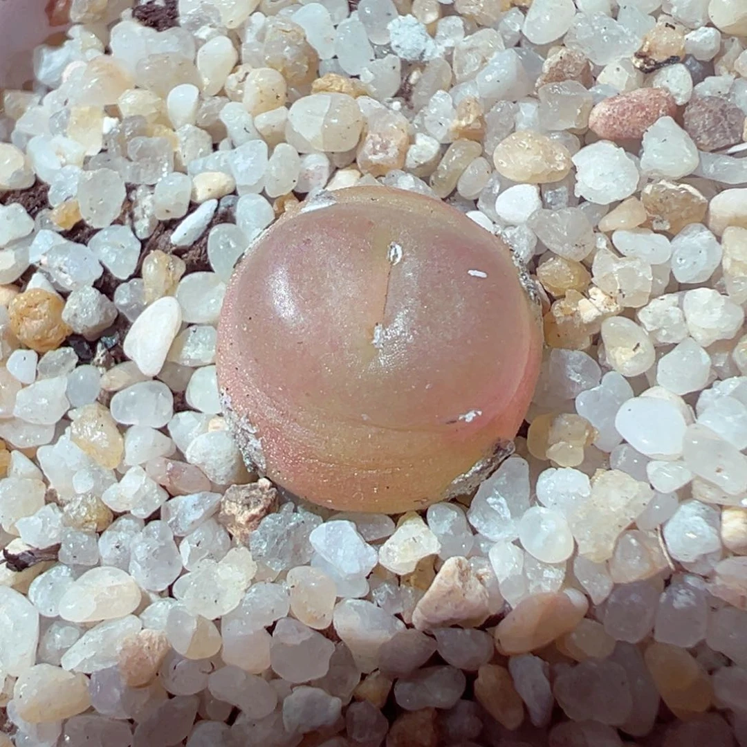 416-452多肉拉登1.2cm
