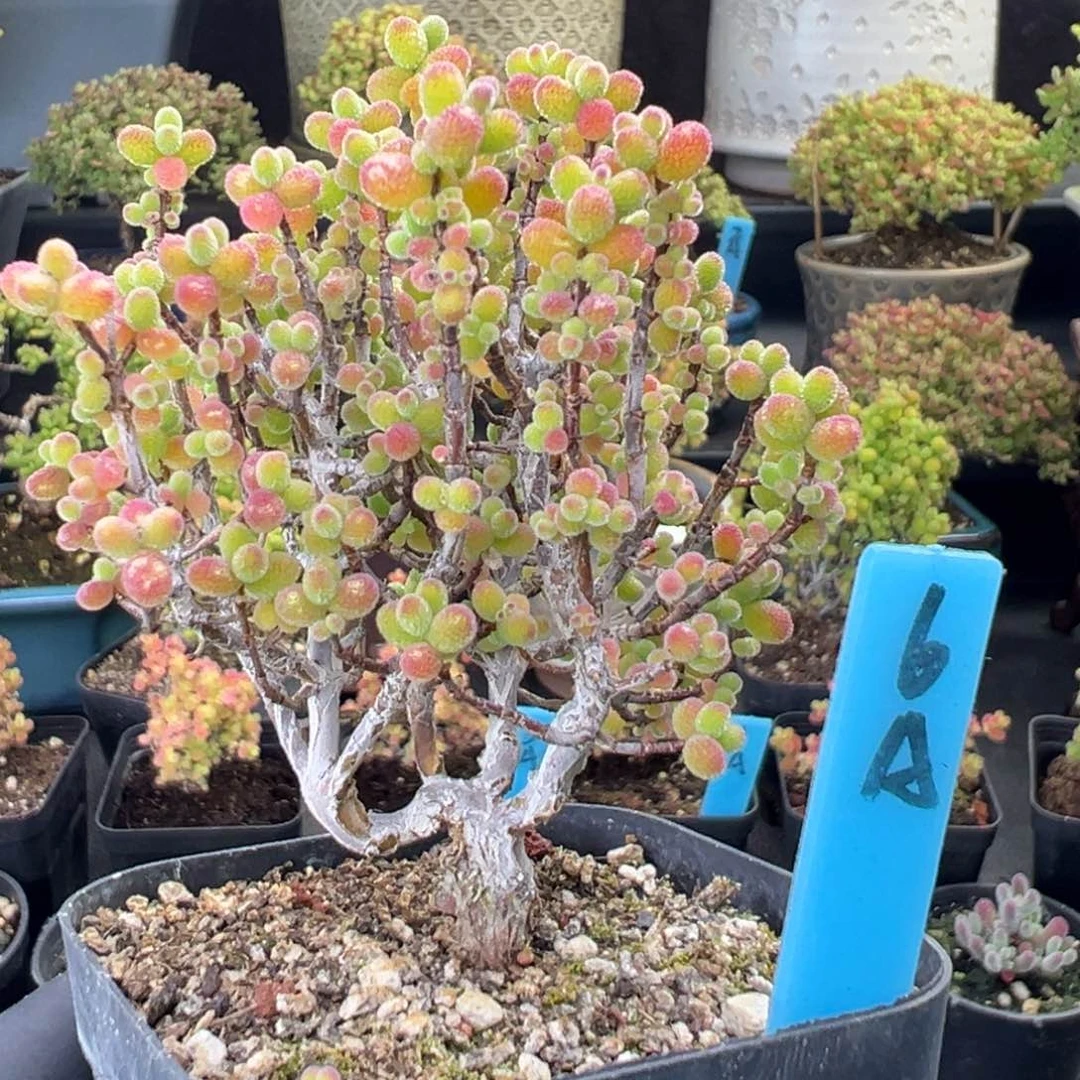 精控金桔糖球6号