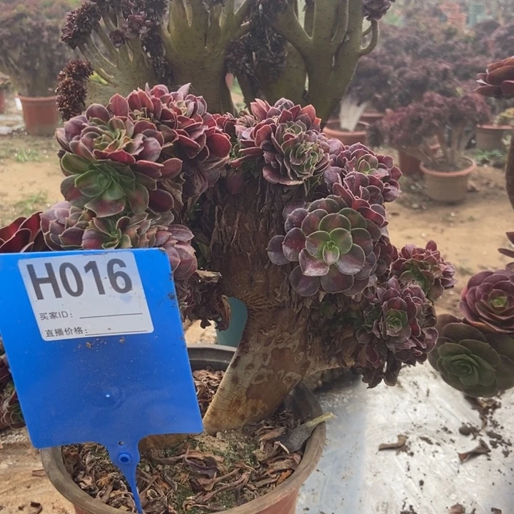 016华娜缀化老桩老桩