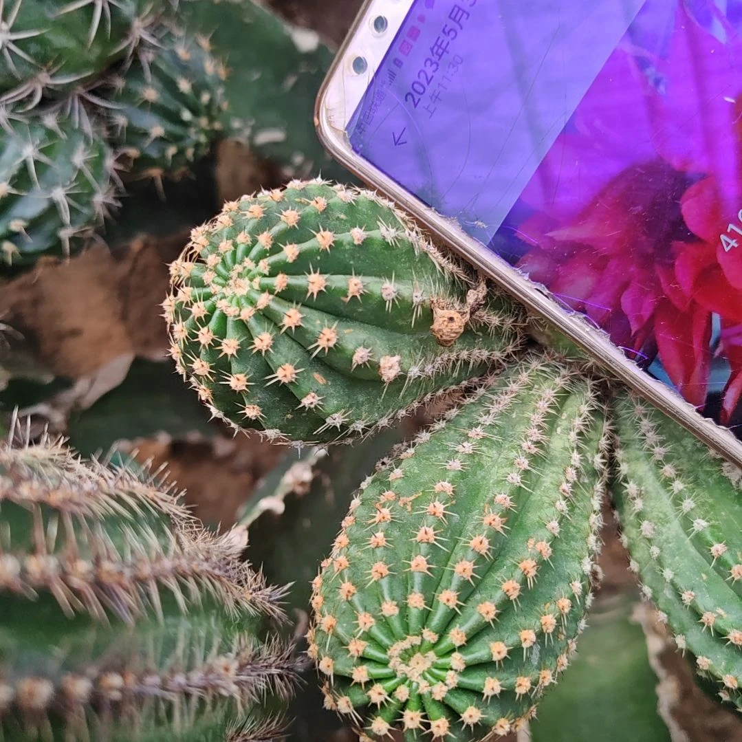 彩草416-11红色卷卷侧芽两个福